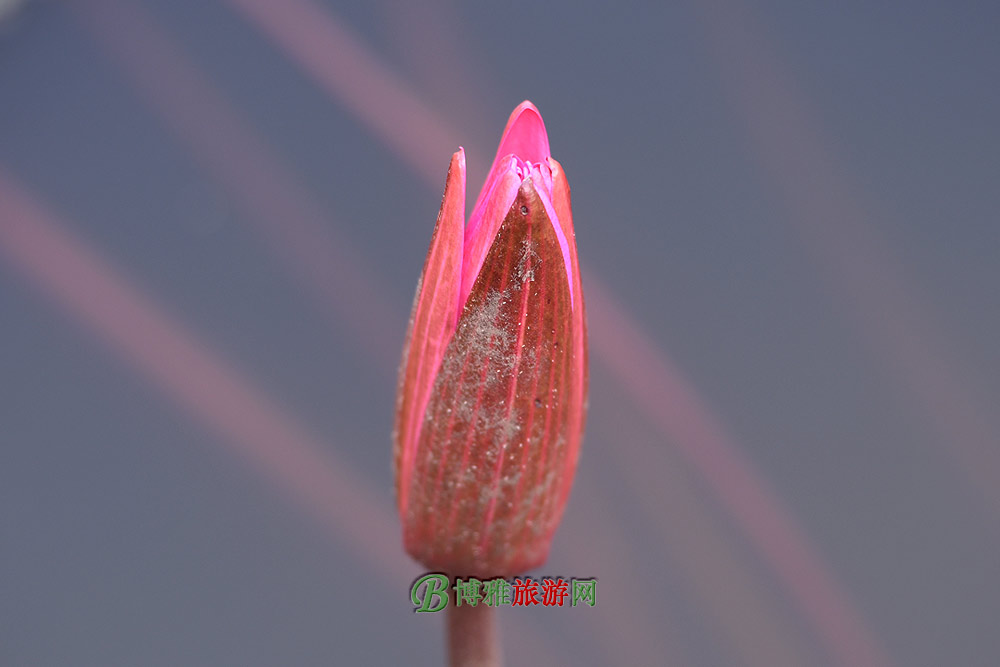 ɻ